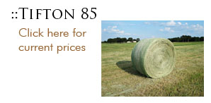 Tifton 85